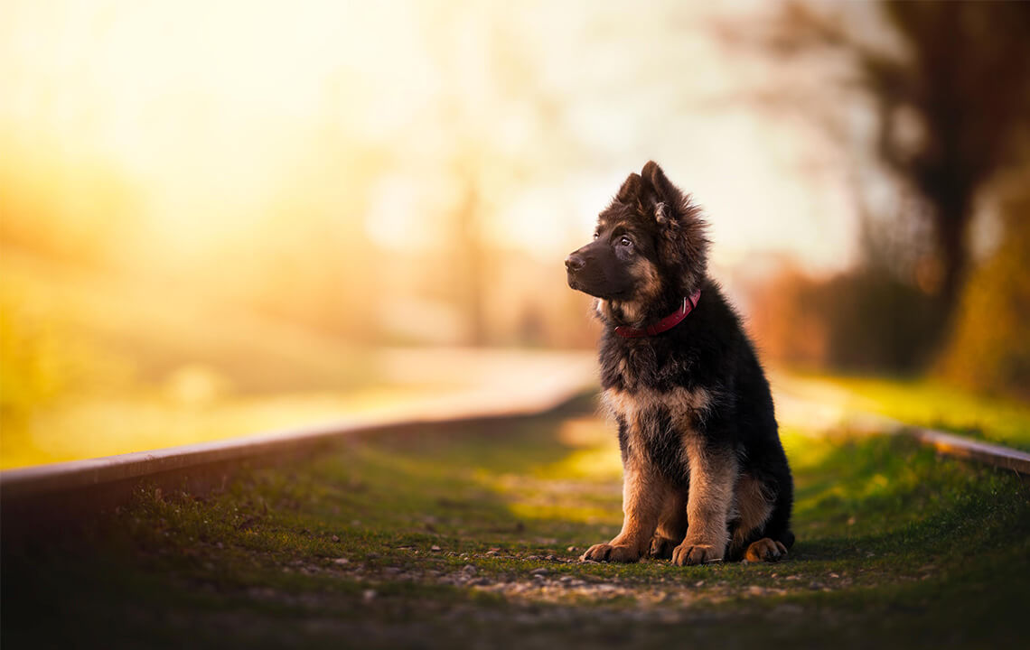 chiot berger à la campagne