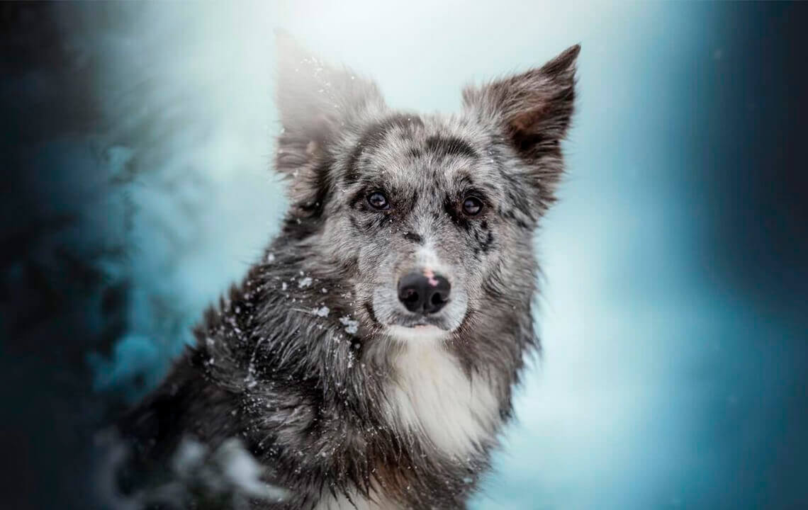chien border collie sur fond bleu