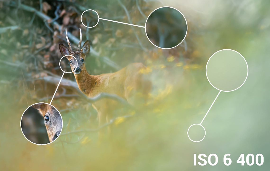 chevreuil bruit numérique