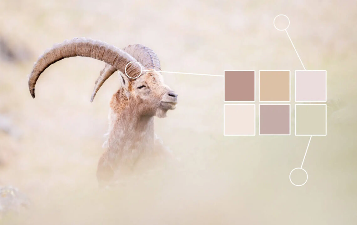 bouquetin pastel palette de couleurs